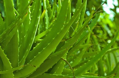 Aloe vera gel is extracted directly from the aloe plant and has well-known healing properties.