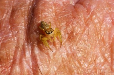 Even though the spider is small, its bite can be very painful and intense.