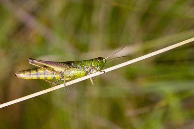 Migratory grasshoppers can wreak havoc on crops.