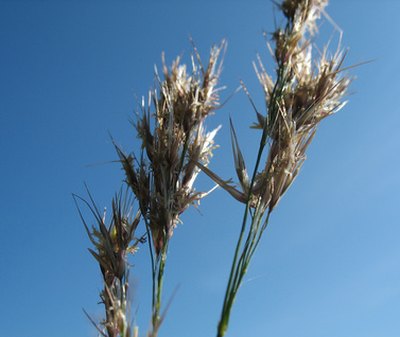 Being willing to plant a new type of grain could get you a grant.