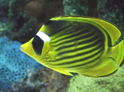 Angel fish are popular for their vibrant color patters.