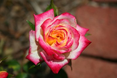 The longer the rose stays in the colored water, the more colored the rose will be.