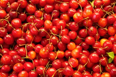 'Montmorency' is the most commonly grown sour cherry variety.