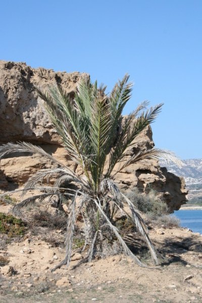 Stressed palms are susceptible to pink rot.