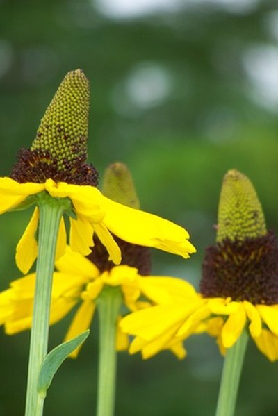 The centers of cutleaf coneflowers transition from green to brown.