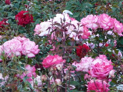 Most roses are pruned in early spring.