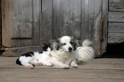 Advantage can be a danger to cats associated with a treated dog.