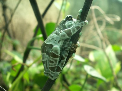 Rainforests are home to many different species of animals.