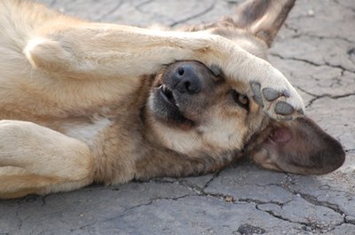 Scratching the skin or rubbing the muzzle may be signs of allergies in a dog.