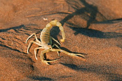 Western fence lizards feed on arthropods such as scorpions.