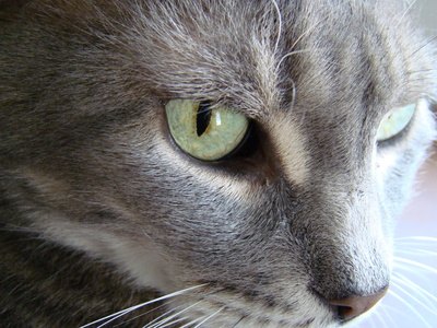 Life expectancy with prednisone is up to 60 days.