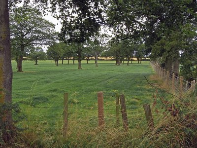 Orchard