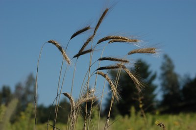 Corn has been grown for millenniums in North America.