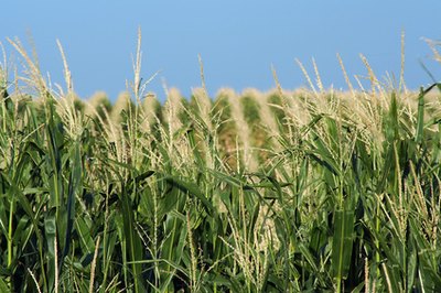 Several corn plants are needed for proper pollination.