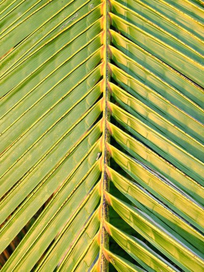 Lethal yellowing affects a variety of palms.
