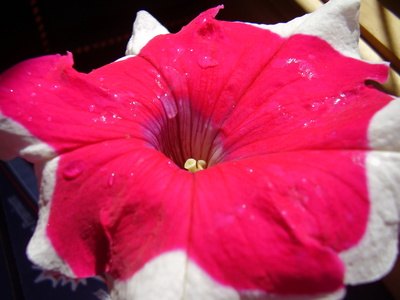 Varieties of colors in petunias.