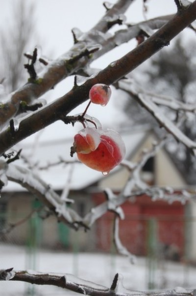 Dormant apple tree in winter with a few remaining fruit.