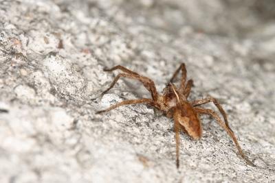 Poisonous spiders can be found in woodpiles.