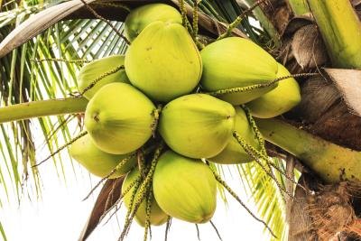 Green coconuts have water.