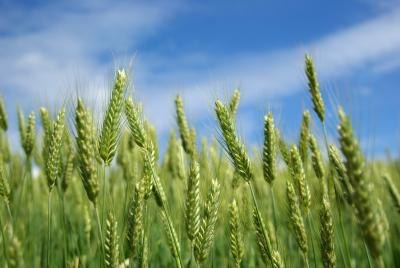 Barley is a good rice substitute.