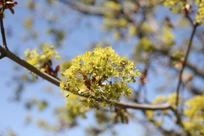 A close-up of yellow maple tree buds in the spring.