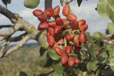 Pistachio nuts maturing.