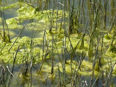 A close-up of algae in a pond.