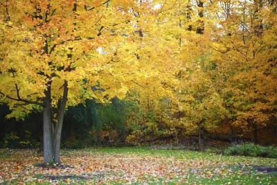 A sugar maple tree in autumn.