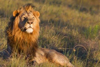 Lions live in nature preserves in Africa.