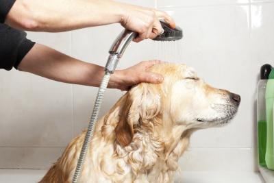 Dog getting bath