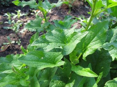 Dark leafy vegetables are high in salicylates.