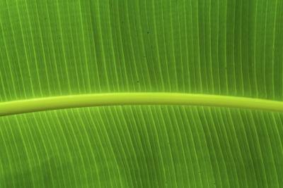 Liquid chlorophyll balances the alkali levels in the stomach and can deodorize the entire body.