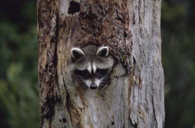 The raccoon may become paralyzed in the final stages of the disease.