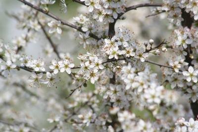 Sweet Alyssum.