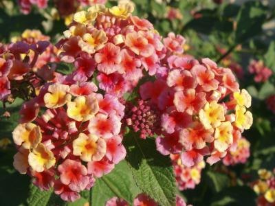 Lantana Camara flowers.