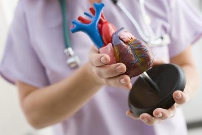 Model of heart