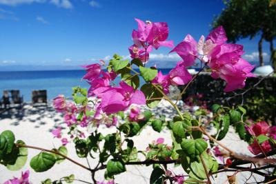 These plants do best in full sunlight.