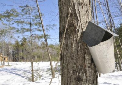 A tree sap collection bucket on a sugar maple tree in winter.