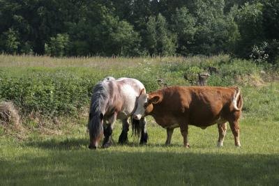 The earning power for large animal vets is likely to increase.