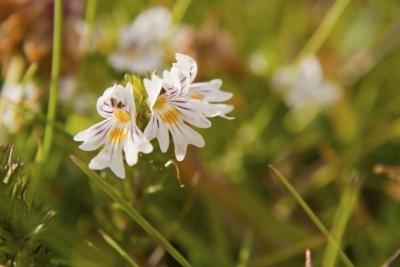 Eyebright plant