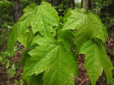 Raindrops on green maple leaves.