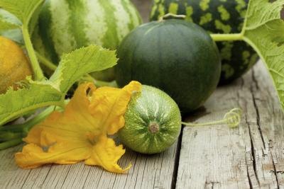 Melon, zucchini, squash, and gourds on an outdoor table.