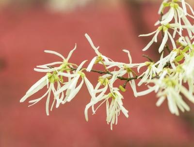 Witch hazel can help ward of re-occurrences.