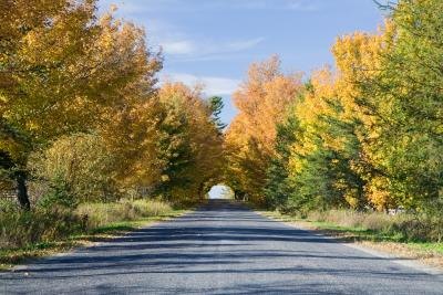 A line of maple trees along a country road.
