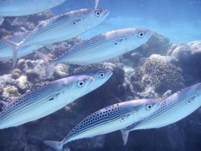 School of sardine fish