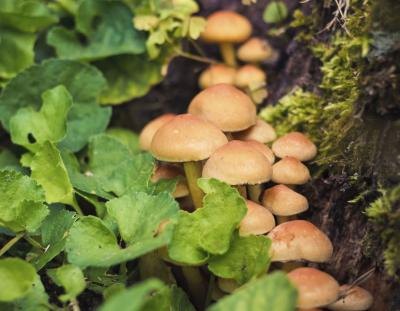 Edible wild mushrooms can add flavor to many dishes.