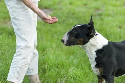 Dog gets treat