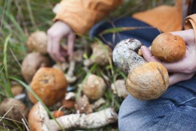 In northern California, mushroom hunting is restricted.