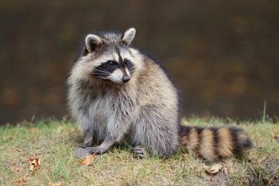 Raccoons may make noises they don't usually produce as rabies progresses.