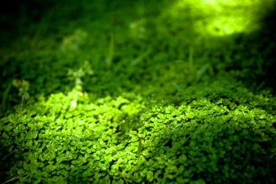 Dichondra ground cover